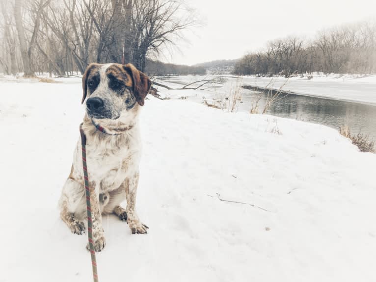 Monty, an Australian Cattle Dog and Labrador Retriever mix tested with EmbarkVet.com