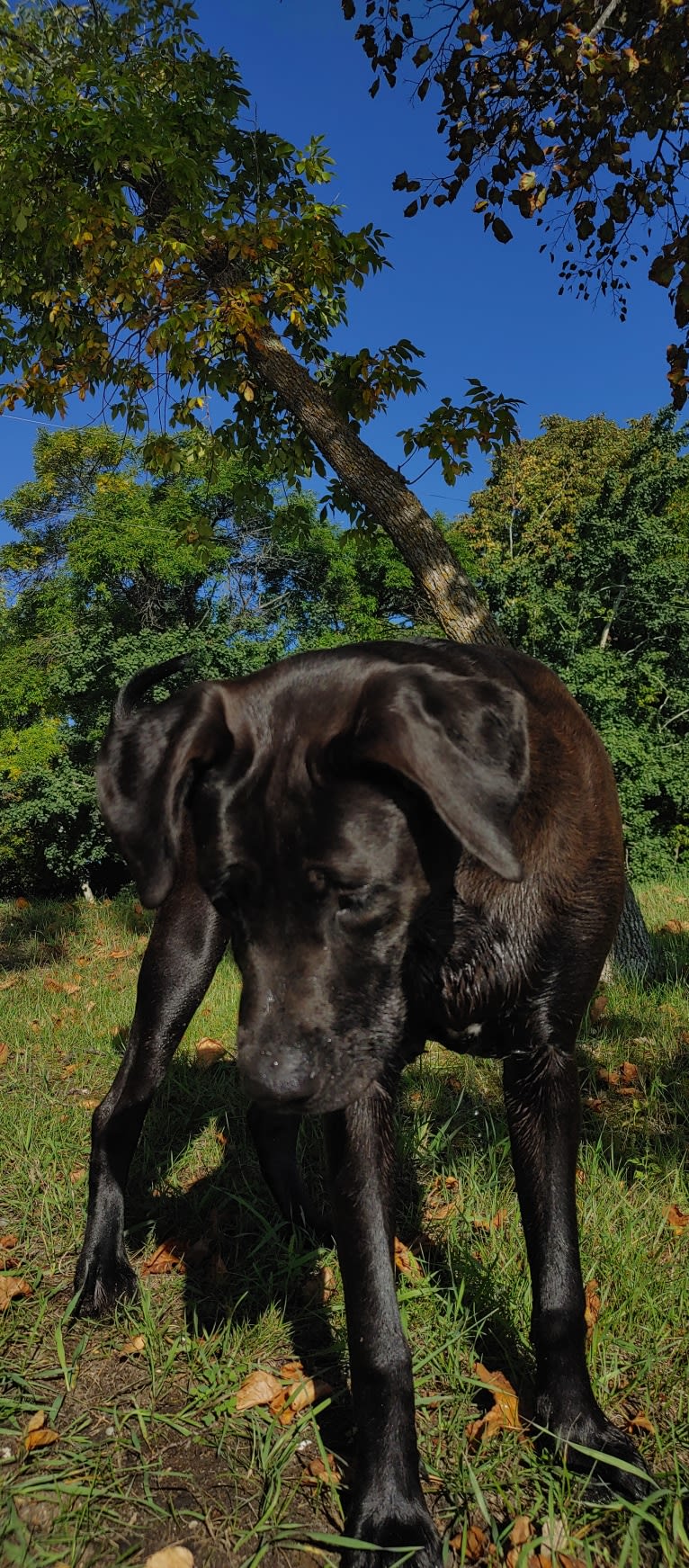 Ottis, a Perro de Presa Canario and English Springer Spaniel mix tested with EmbarkVet.com