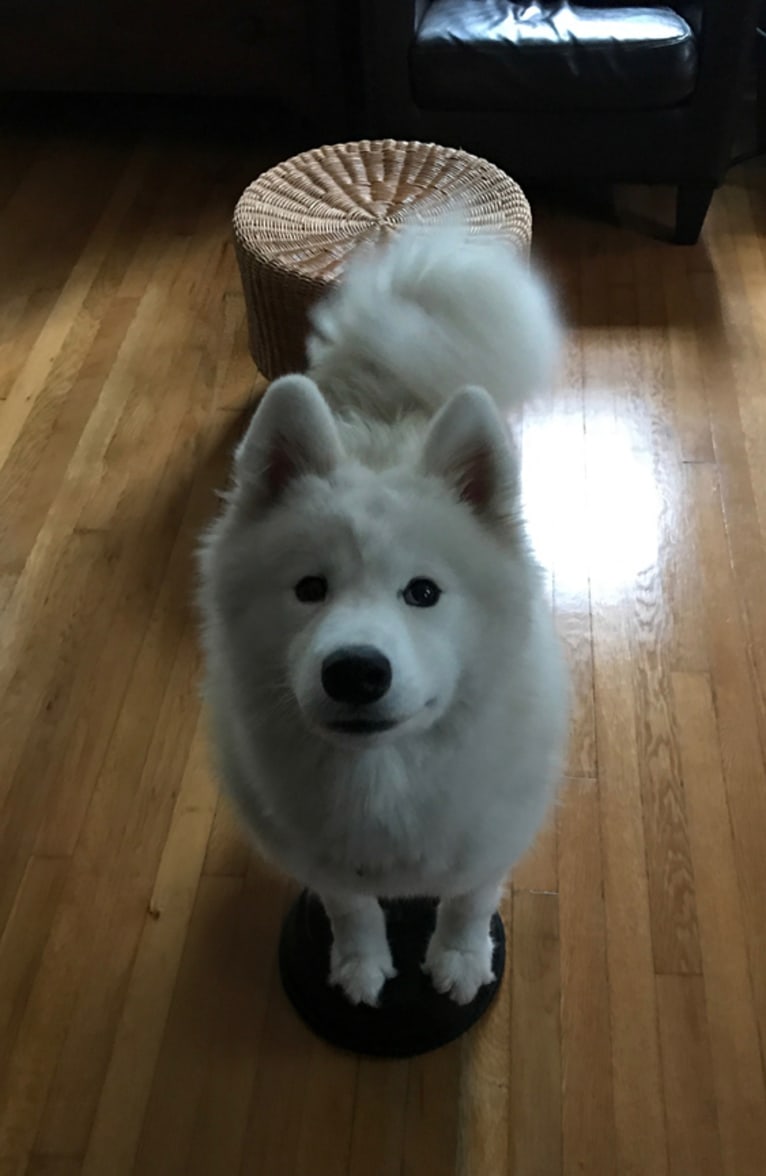 Letty, a Samoyed tested with EmbarkVet.com