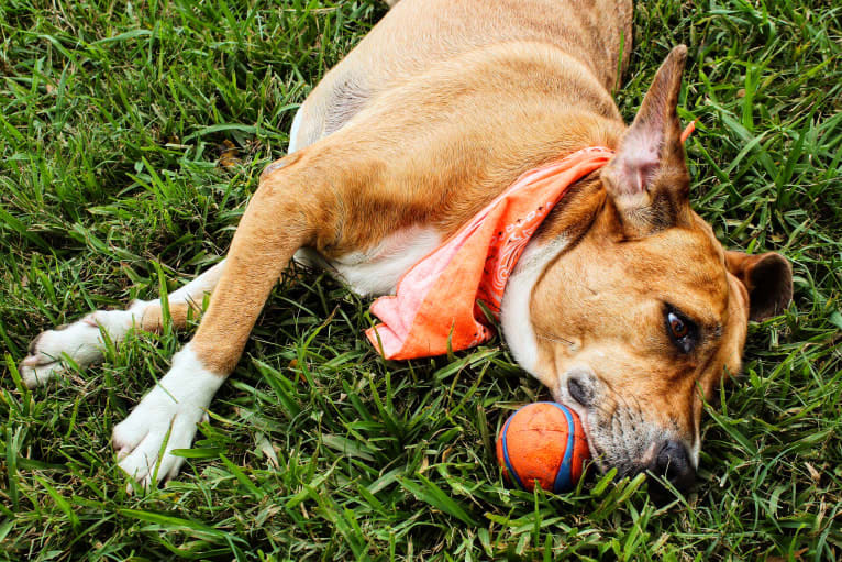 Roxie, an American Pit Bull Terrier and Australian Shepherd mix tested with EmbarkVet.com