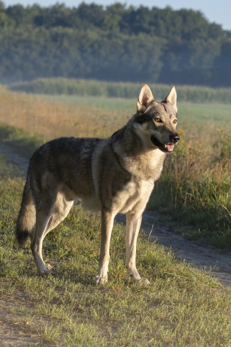 2Ply, a Czechoslovakian Vlcak tested with EmbarkVet.com