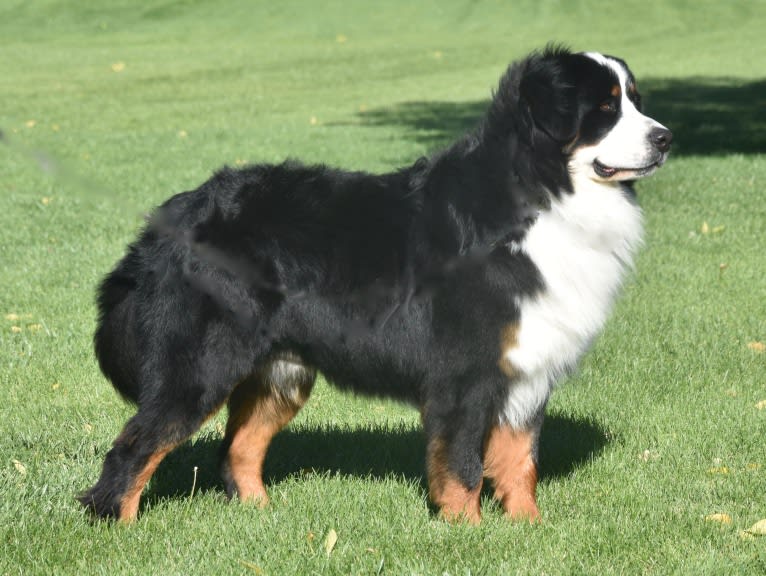 Sitka Fowlers Land aka "Uli", a Bernese Mountain Dog tested with EmbarkVet.com