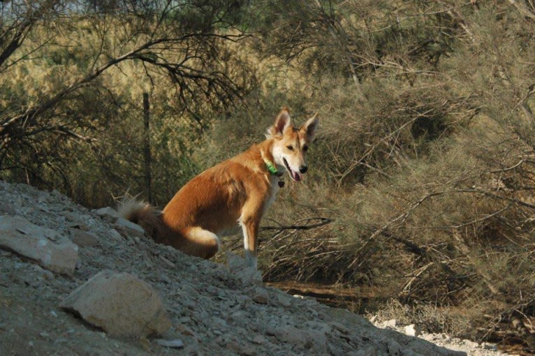 Sandy, an Arabian Village Dog tested with EmbarkVet.com