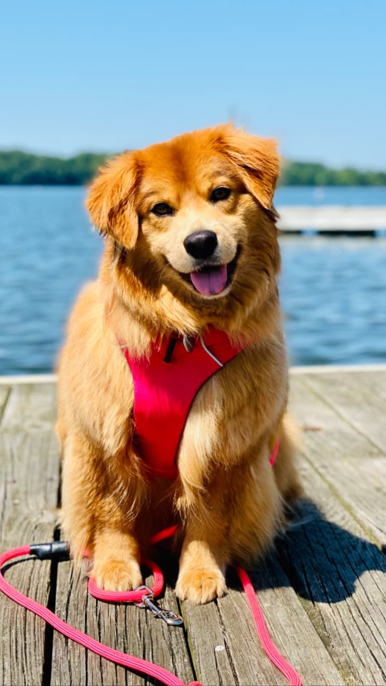 Ginger, a Chow Chow and German Shepherd Dog mix tested with EmbarkVet.com