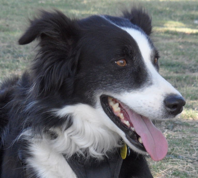 Larry, an English Shepherd and Australian Cattle Dog mix tested with EmbarkVet.com