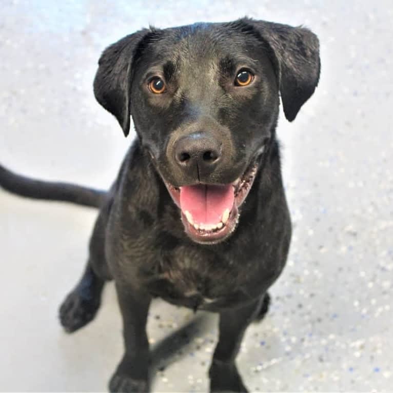 Jett, an American Pit Bull Terrier and Labrador Retriever mix tested with EmbarkVet.com