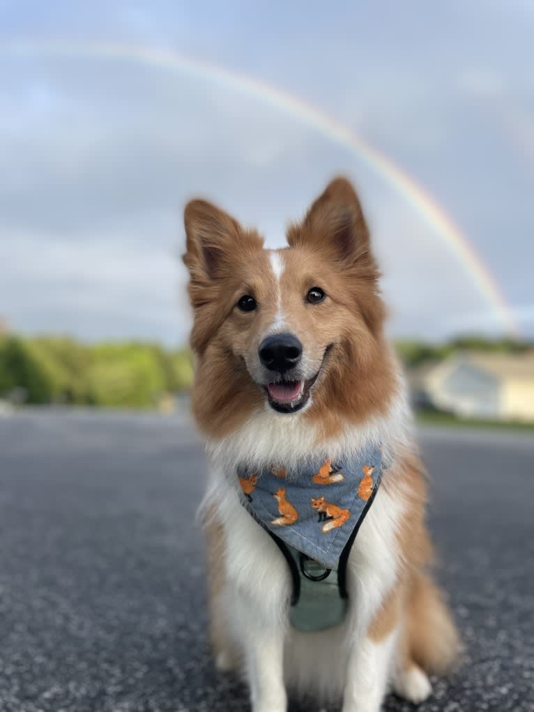 Hazelnut, a Shetland Sheepdog and Pomeranian mix tested with EmbarkVet.com