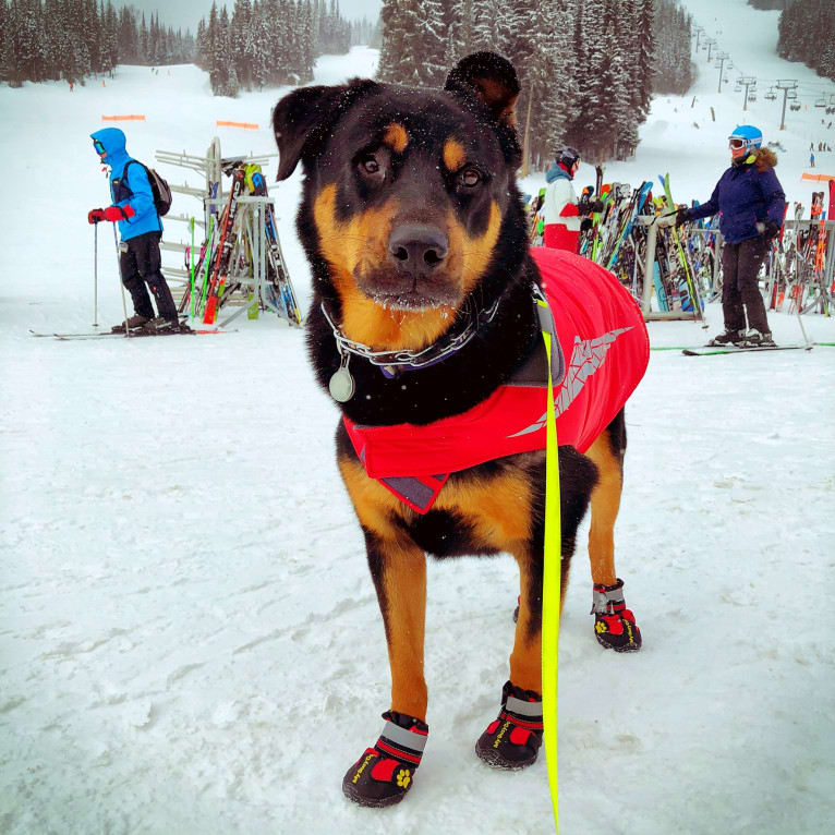 Bruno, a Rottweiler and Australian Cattle Dog mix tested with EmbarkVet.com