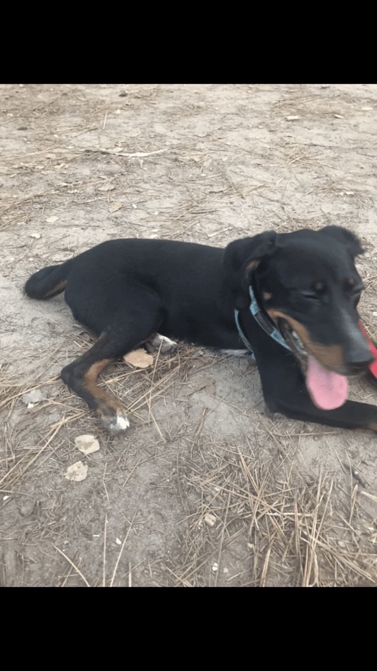 River, a Beagle and Chihuahua mix tested with EmbarkVet.com