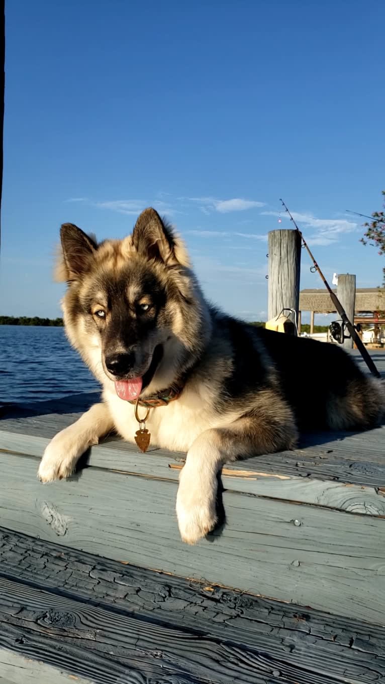 KYLO, a Siberian Husky tested with EmbarkVet.com