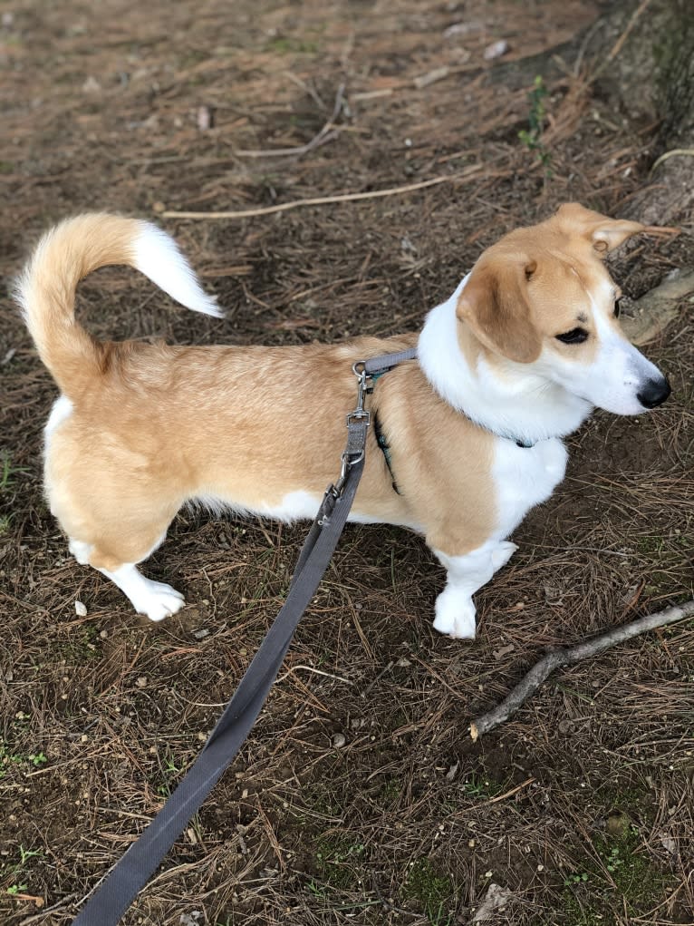 Ginger, a Pembroke Welsh Corgi and Alaskan Malamute mix tested with EmbarkVet.com