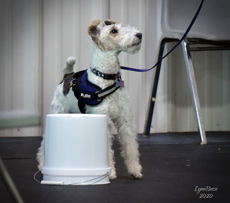 Django, a Wire Fox Terrier tested with EmbarkVet.com