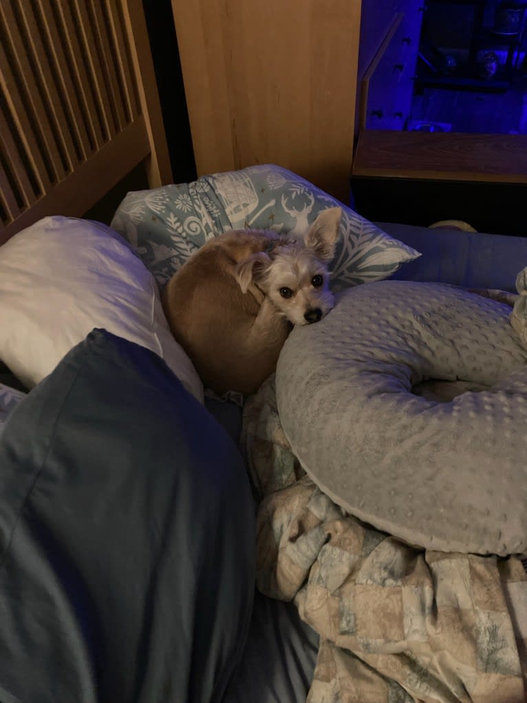 Tater Tot, a Maltese and Miniature Pinscher mix tested with EmbarkVet.com