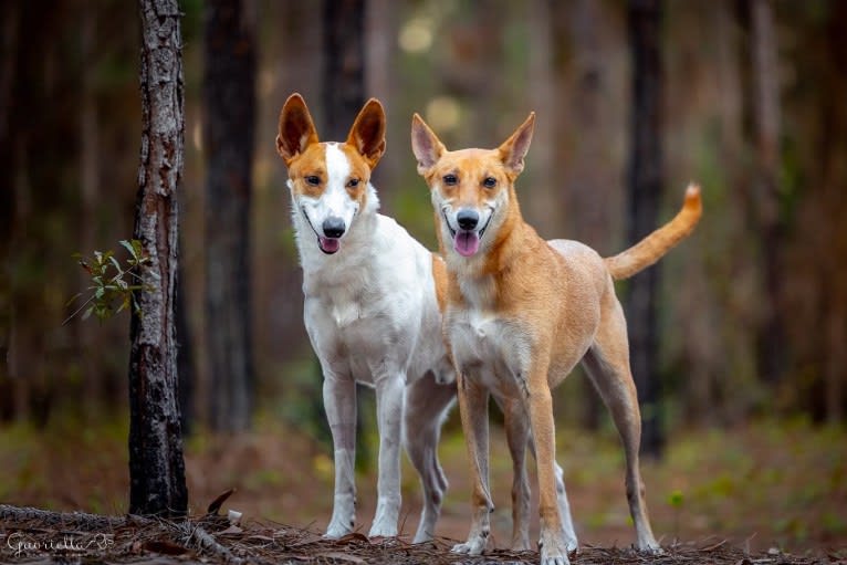 Banbury Cross Mochi, a Carolina Dog tested with EmbarkVet.com