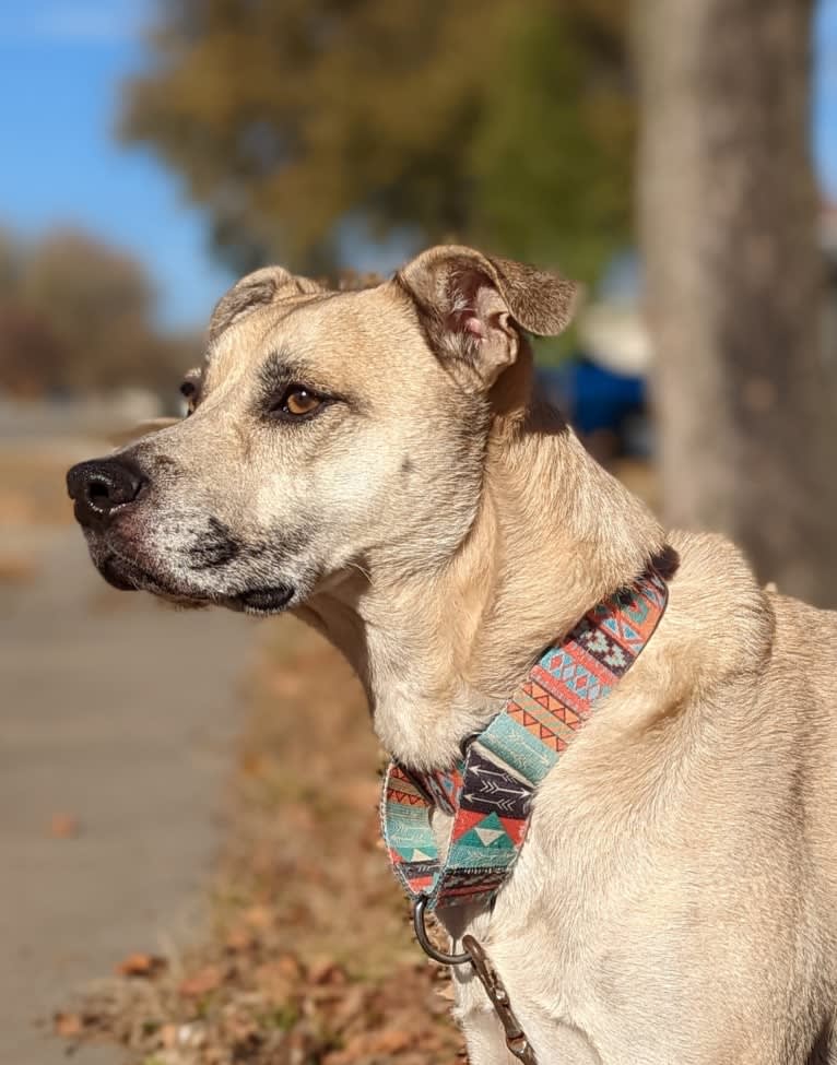 Duke, an American Pit Bull Terrier and Mountain Cur mix tested with EmbarkVet.com