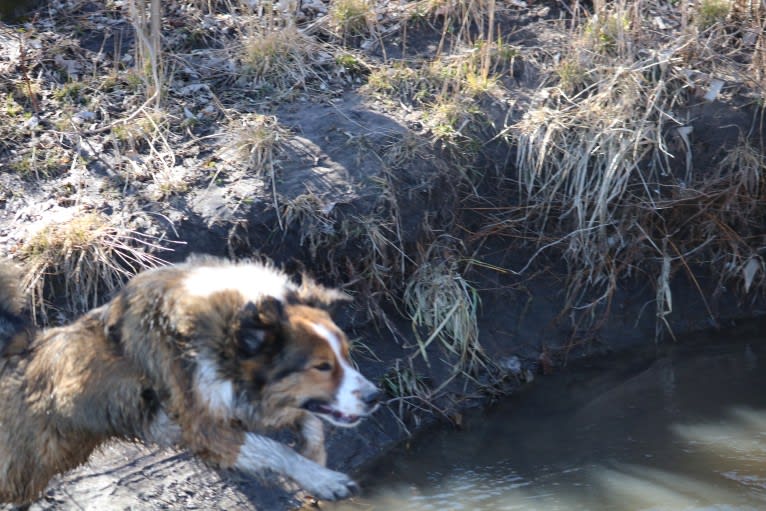 Mesa, an English Shepherd tested with EmbarkVet.com