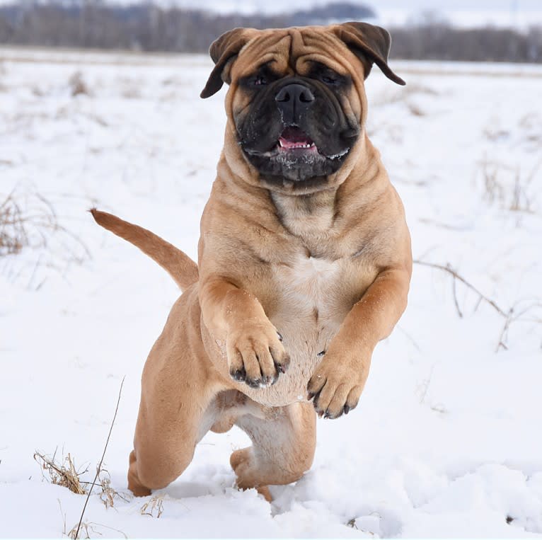 Large Black von T Bone, a Bullmastiff tested with EmbarkVet.com