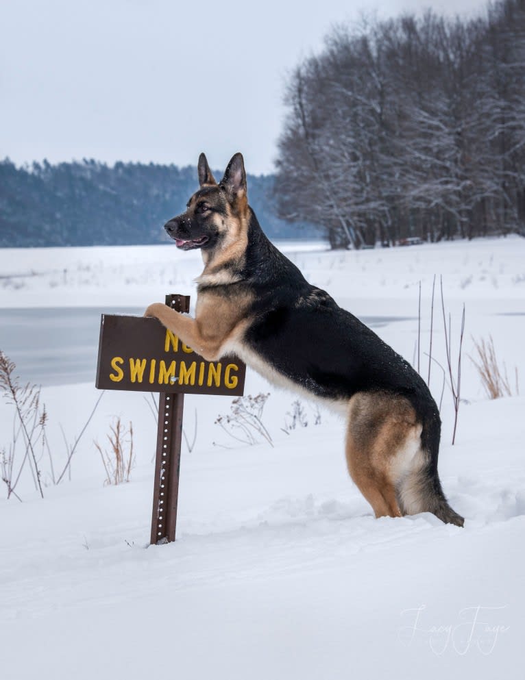 Arya, a German Shepherd Dog tested with EmbarkVet.com