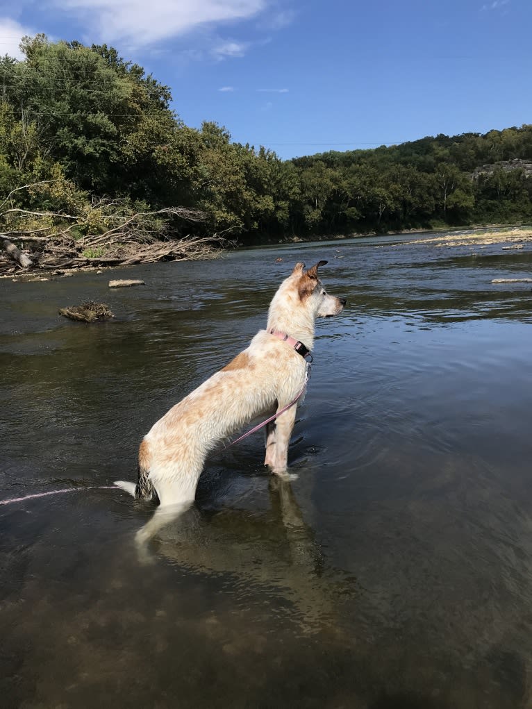 Millie, an Australian Cattle Dog and Great Pyrenees mix tested with EmbarkVet.com