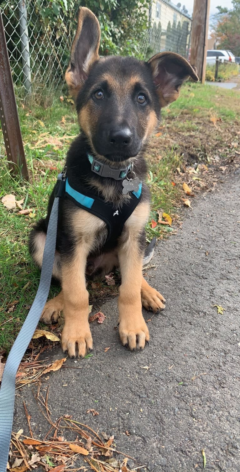 Jonas, a German Shepherd Dog tested with EmbarkVet.com