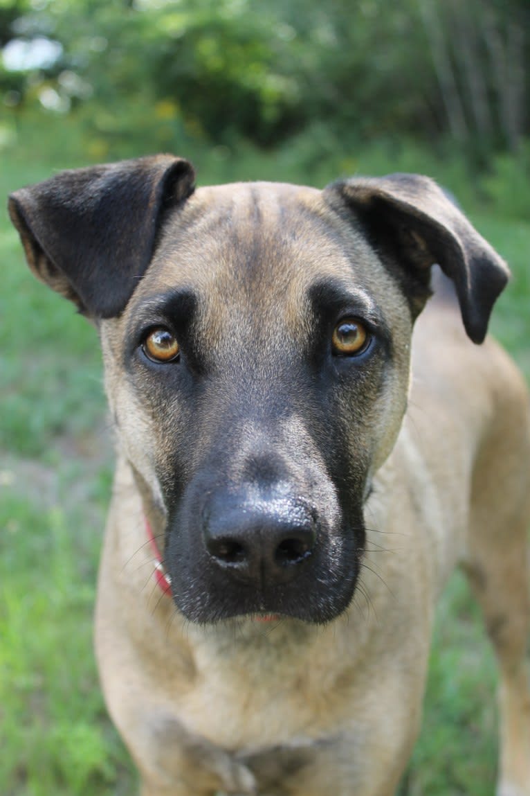 Roscoe, an American Pit Bull Terrier and German Shepherd Dog mix tested with EmbarkVet.com