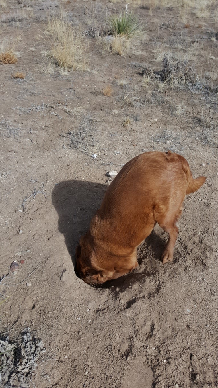 Brownie, an Australian Shepherd and Border Collie mix tested with EmbarkVet.com