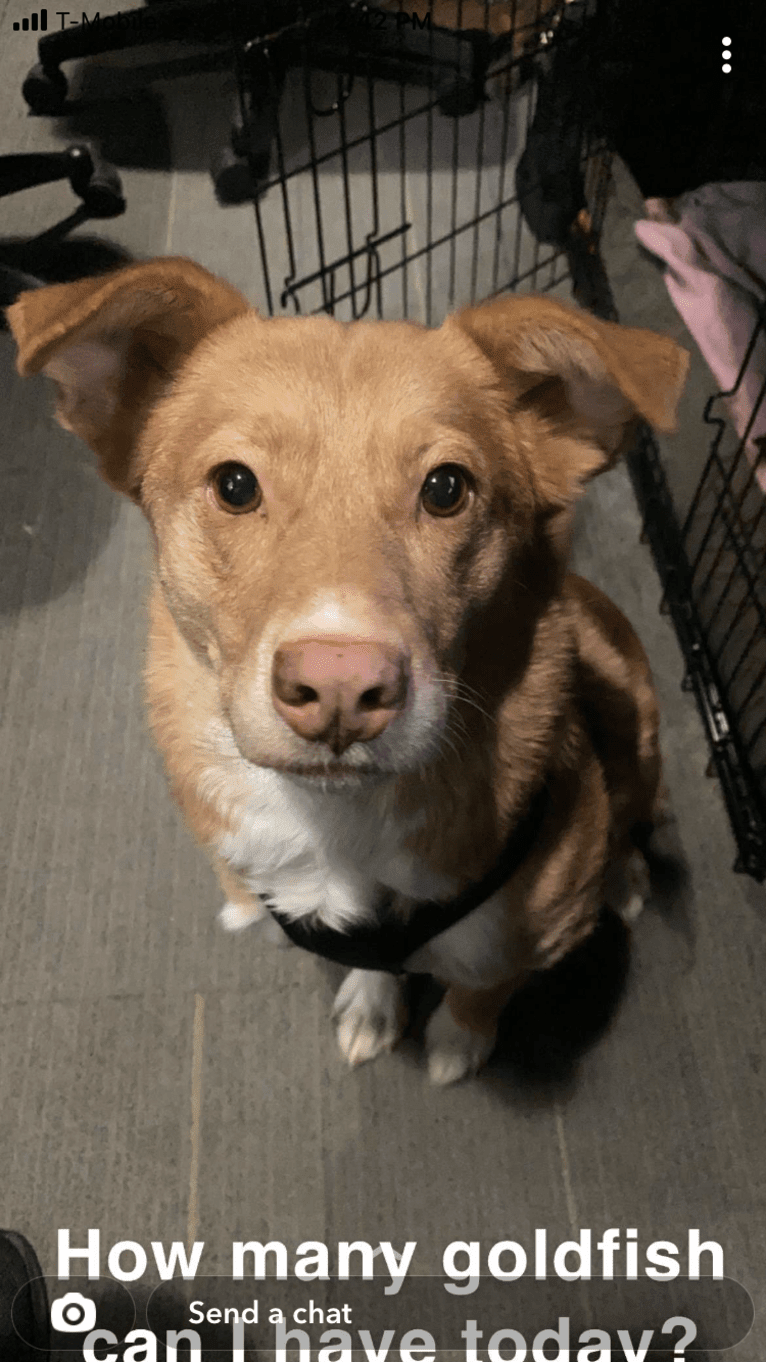 Minnie, an Australian Cattle Dog and German Shepherd Dog mix tested with EmbarkVet.com