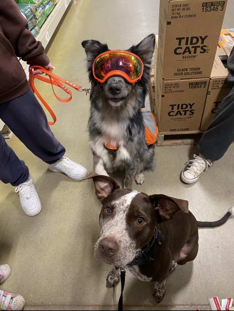 Dakota, an Australian Shepherd tested with EmbarkVet.com