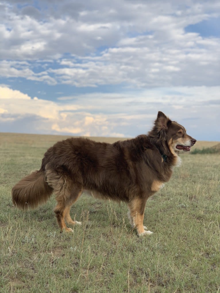 Rosie O'Doggell, an Australian Shepherd and German Shepherd Dog mix tested with EmbarkVet.com