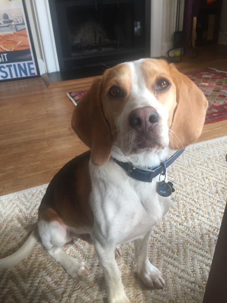 Spencer, a Beagle tested with EmbarkVet.com