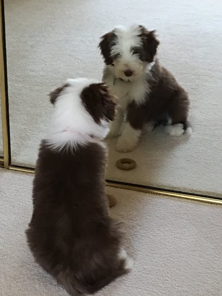 Spindrift Loves Truffle Kisses, a Bearded Collie tested with EmbarkVet.com