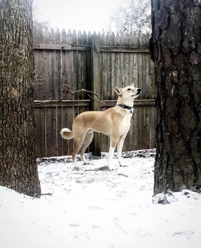 Jasper, a Middle Eastern Village Dog tested with EmbarkVet.com