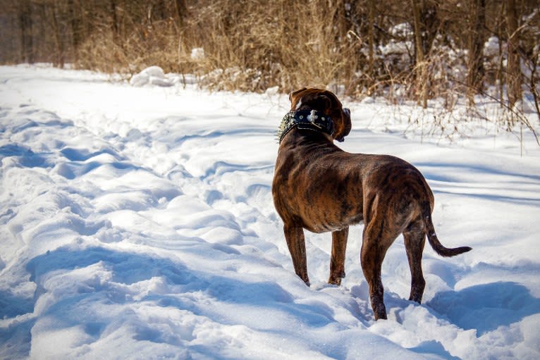 Loki, an American Pit Bull Terrier (4.7% unresolved) tested with EmbarkVet.com