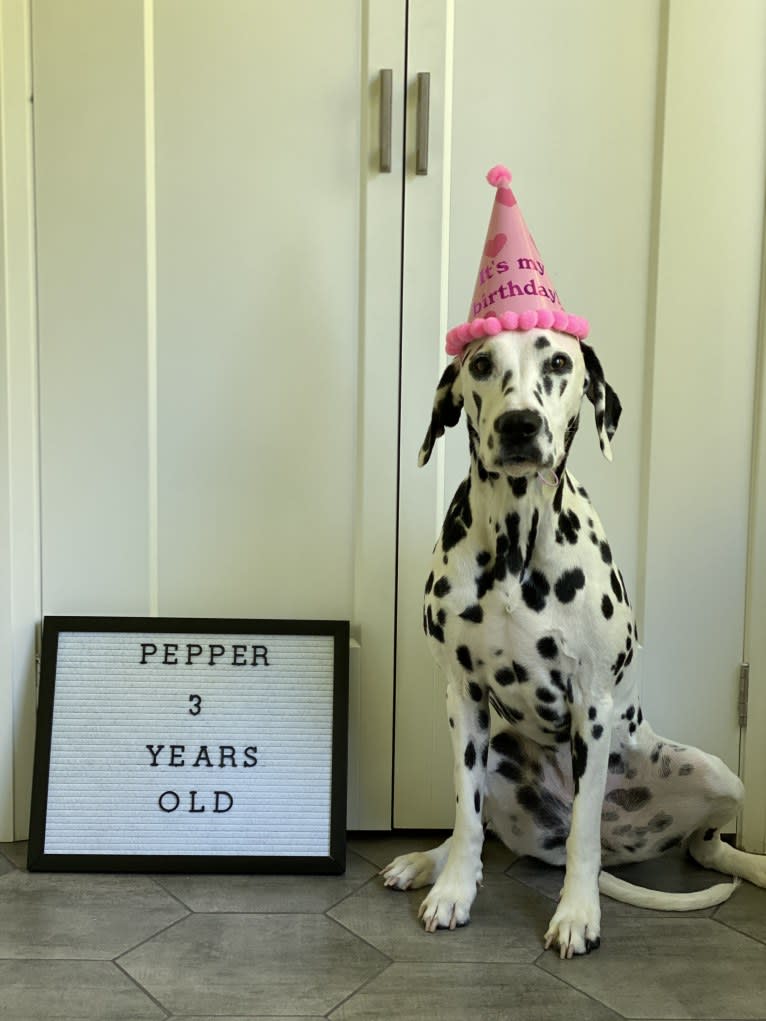 Pepper, a Dalmatian tested with EmbarkVet.com