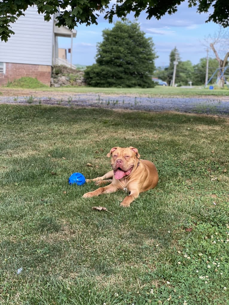 Simba, an American Pit Bull Terrier and American Bulldog mix tested with EmbarkVet.com