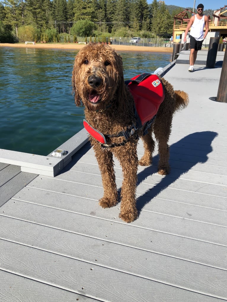 Brodie, a Goldendoodle tested with EmbarkVet.com