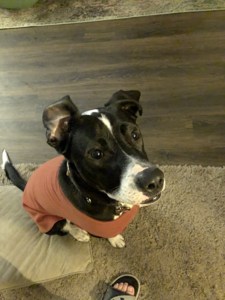 Dutch, an American Pit Bull Terrier and Australian Shepherd mix tested with EmbarkVet.com