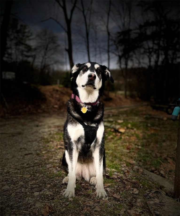 Keira, an Alaskan Malamute and Siberian Husky mix tested with EmbarkVet.com