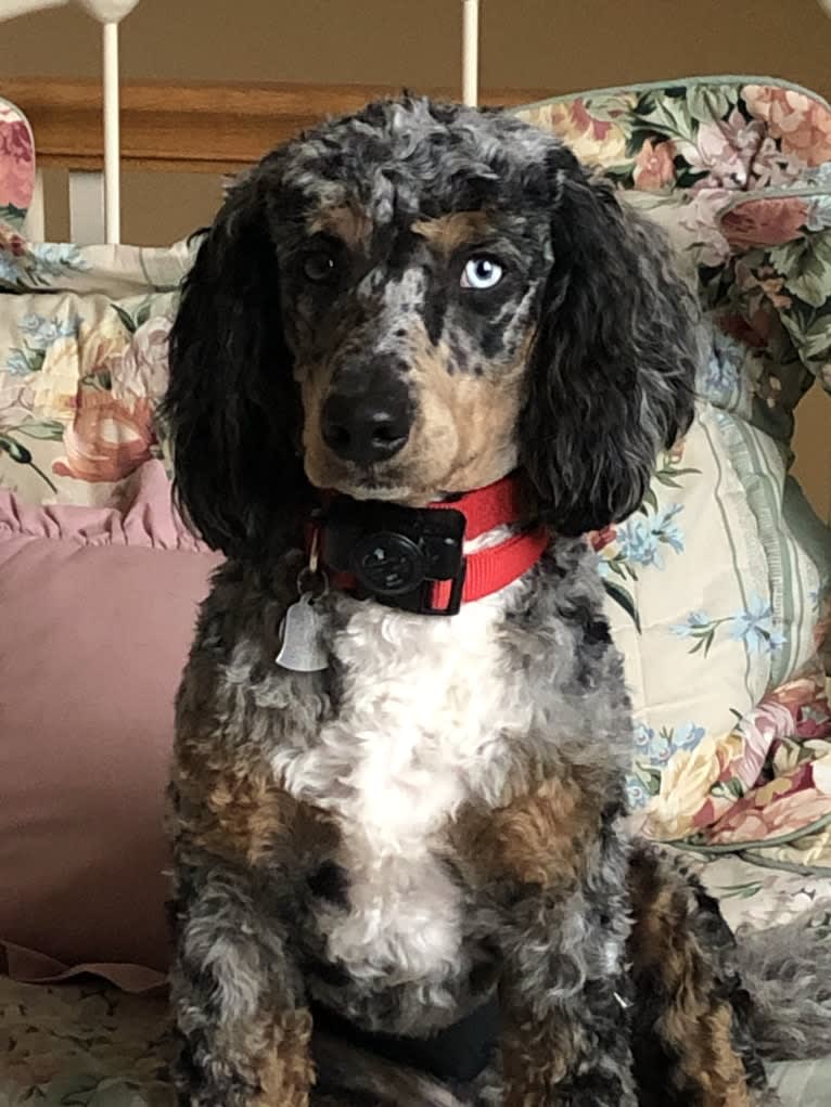 Artie (King Arthur of the Red Barn), a Poodle tested with EmbarkVet.com