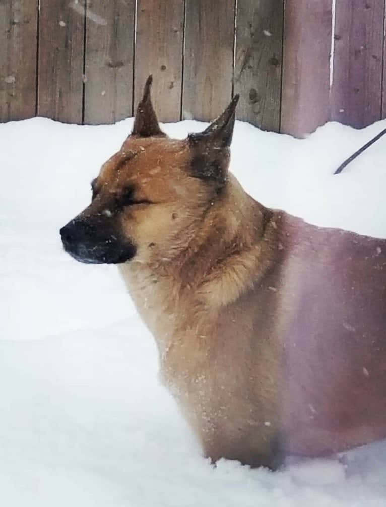 Emma, an Akita and Rottweiler mix tested with EmbarkVet.com