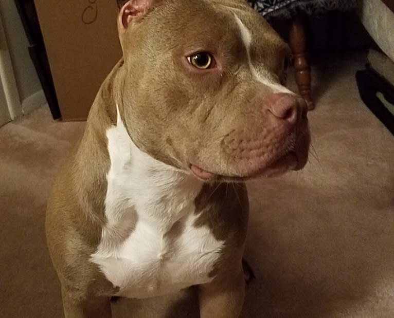 Lacy, an American Bully tested with EmbarkVet.com