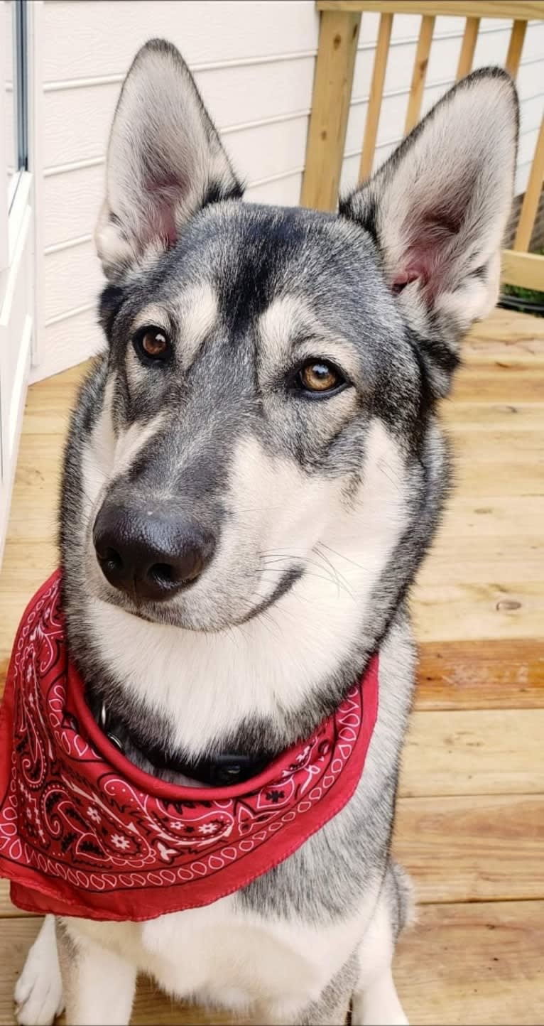 KAI, a Siberian Husky and Alaskan Malamute mix tested with EmbarkVet.com