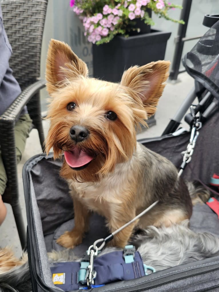 Charlie, a Yorkshire Terrier tested with EmbarkVet.com