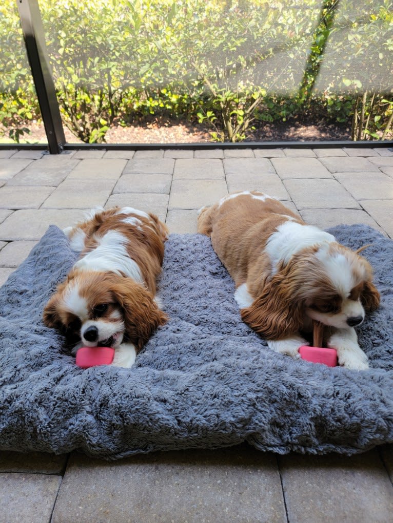 Murphy, a Cavalier King Charles Spaniel tested with EmbarkVet.com