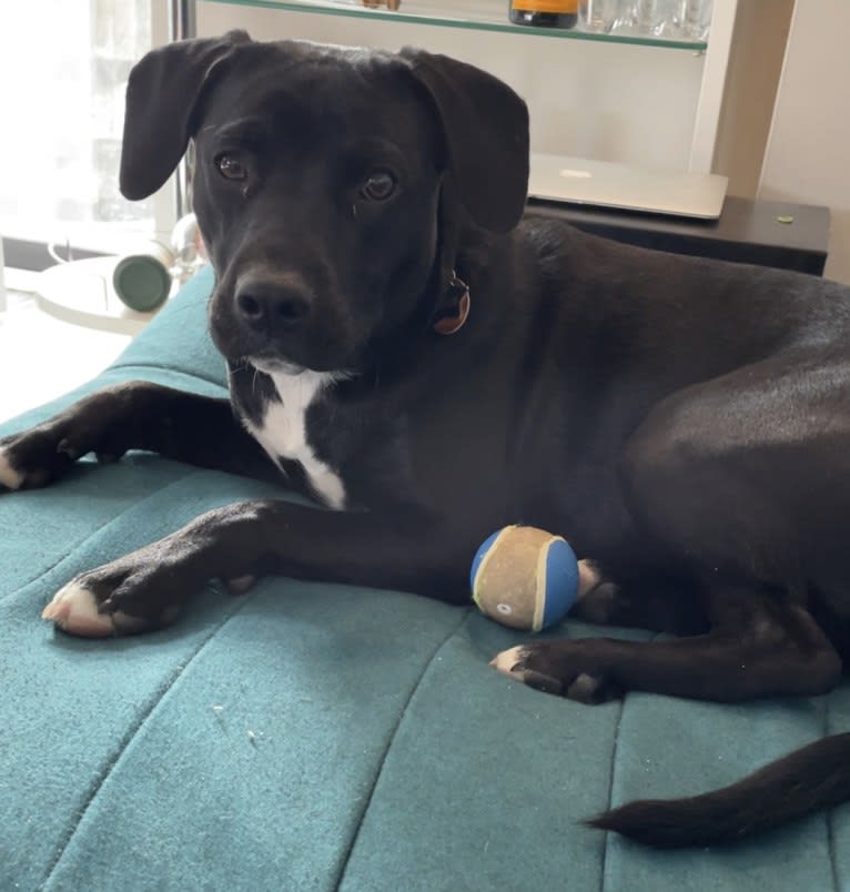Aurora, an American Pit Bull Terrier and Labrador Retriever mix tested with EmbarkVet.com