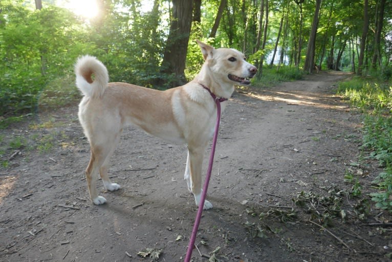 Abbie, a Canaan Dog tested with EmbarkVet.com