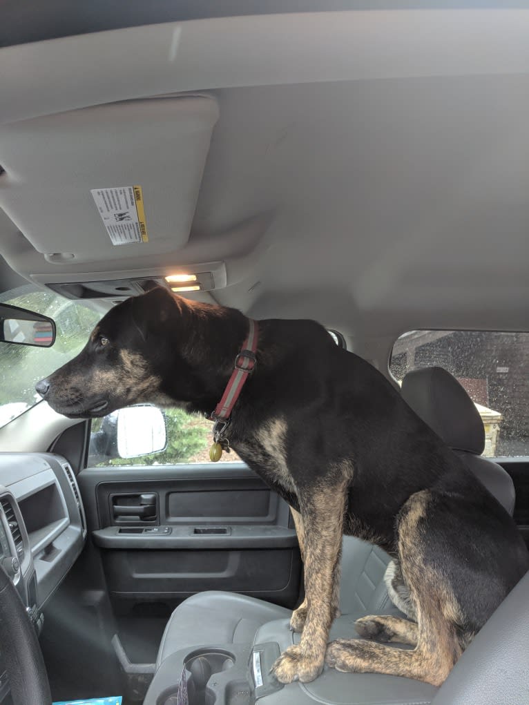 Murphy, a Bullmastiff and German Shepherd Dog mix tested with EmbarkVet.com