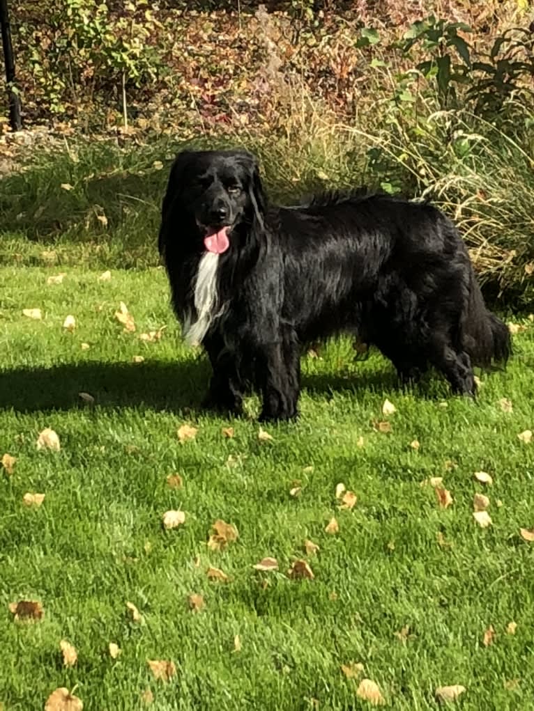 Beauregard, a Cocker Spaniel and Mountain Cur mix tested with EmbarkVet.com