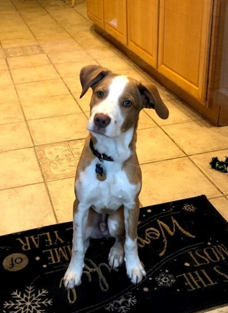 Max, a Labrador Retriever and American Pit Bull Terrier mix tested with EmbarkVet.com