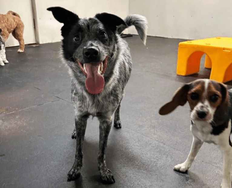 Apollo, a Border Collie and Australian Cattle Dog mix tested with EmbarkVet.com